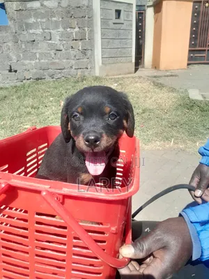 1-3 months Female Purebred Rottweiler