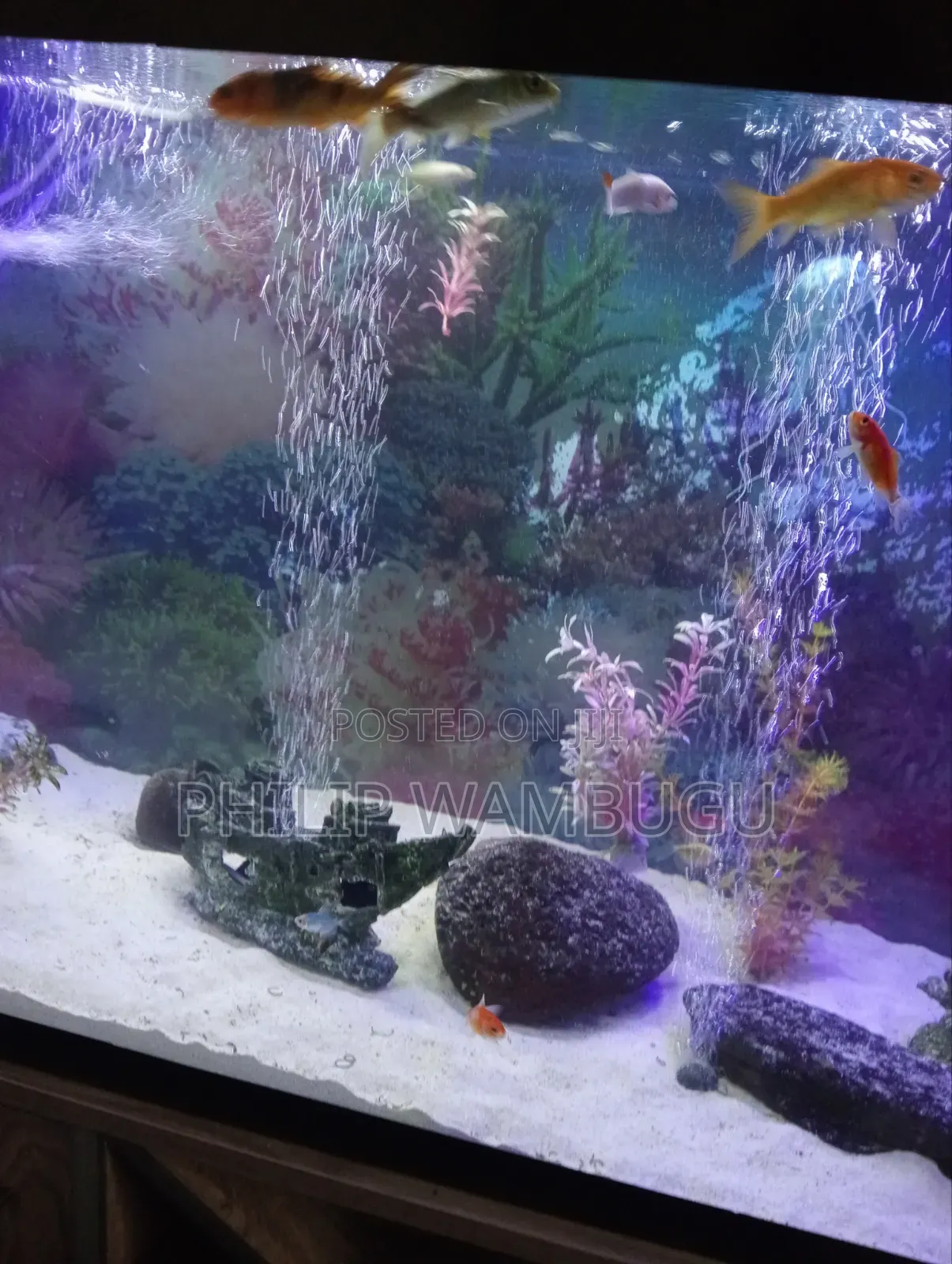 Aquarium and Fish