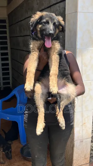 1-3 months Female Purebred German Shepherd