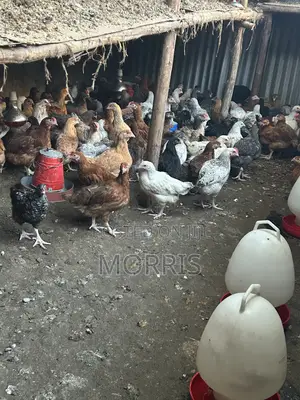 Kienyeji Improved Chickens
