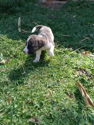1-3 months Female Mixed Breed Boerboel
