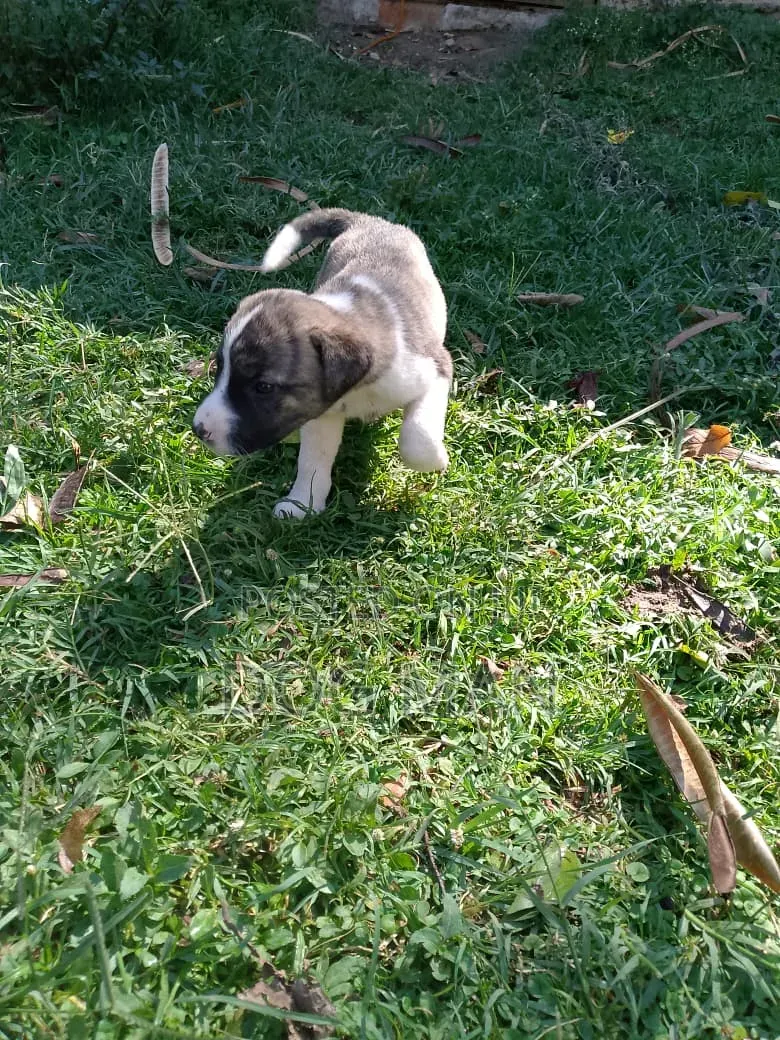 1-3 months Female Mixed Breed Boerboel