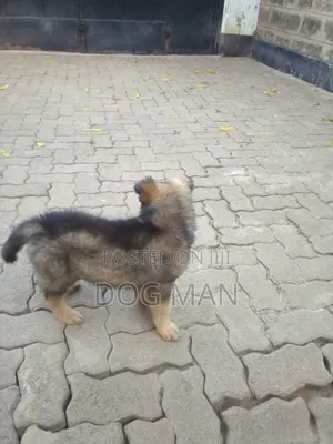 3-6 months Female Purebred German Shepherd