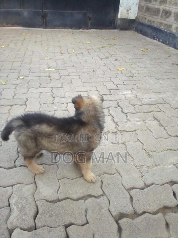 3-6 months Female Purebred German Shepherd - main view