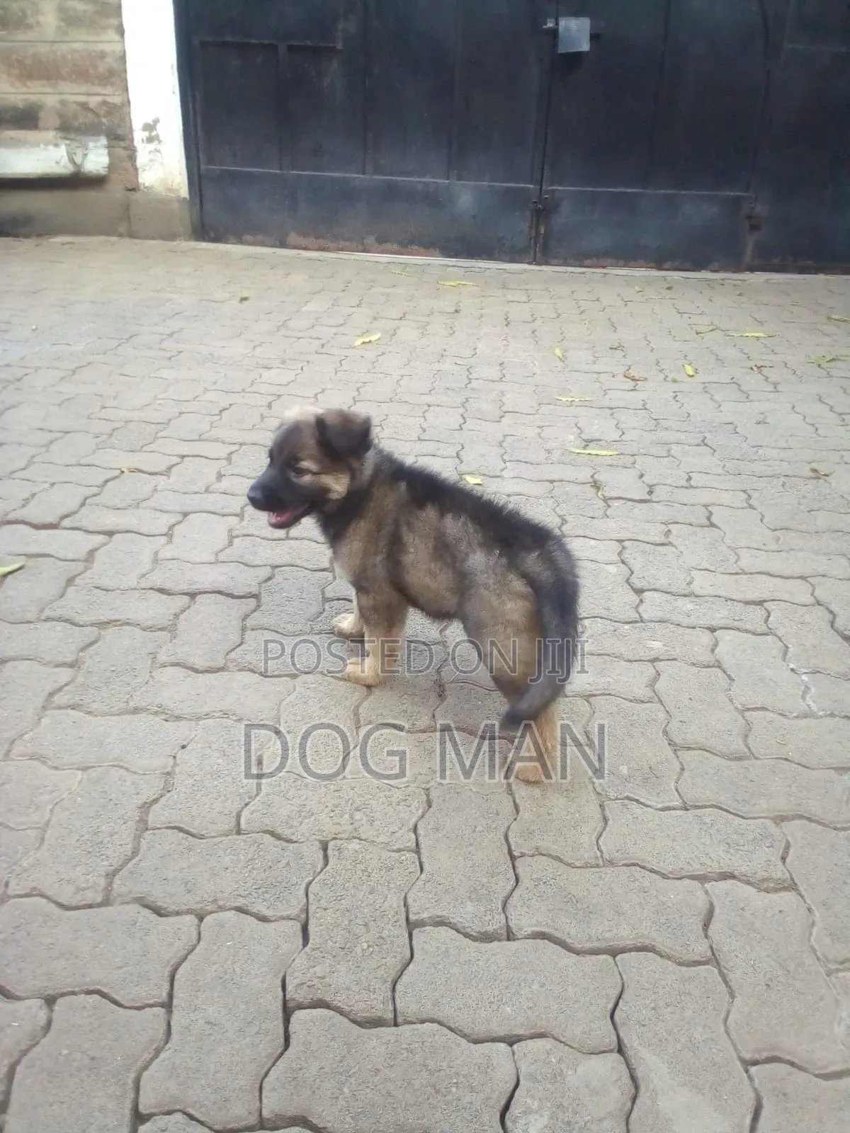 3-6 months Female Purebred German Shepherd