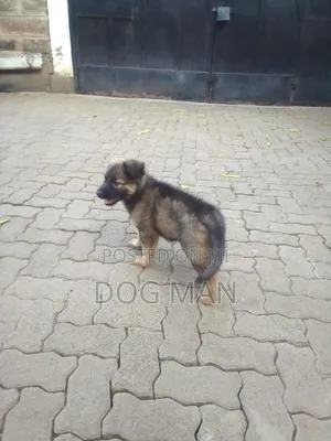 3-6 months Female Purebred German Shepherd