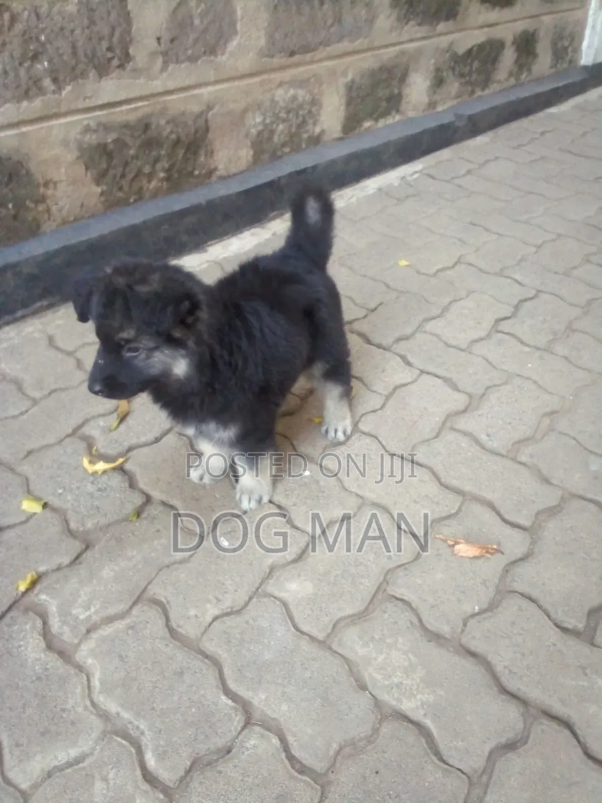 3-6 months Female Purebred German Shepherd