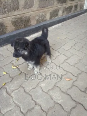 3-6 months Female Purebred German Shepherd