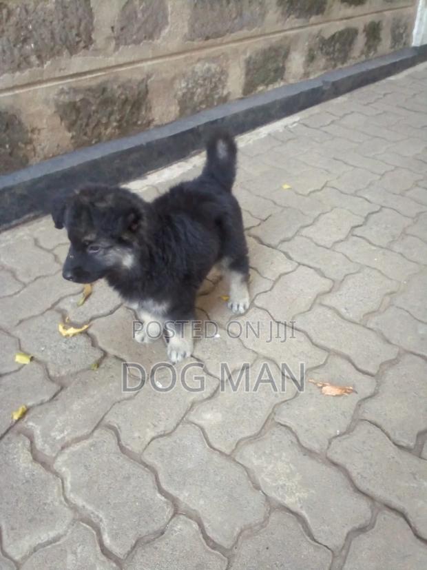 3-6 months Female Purebred German Shepherd - thumbnail 3