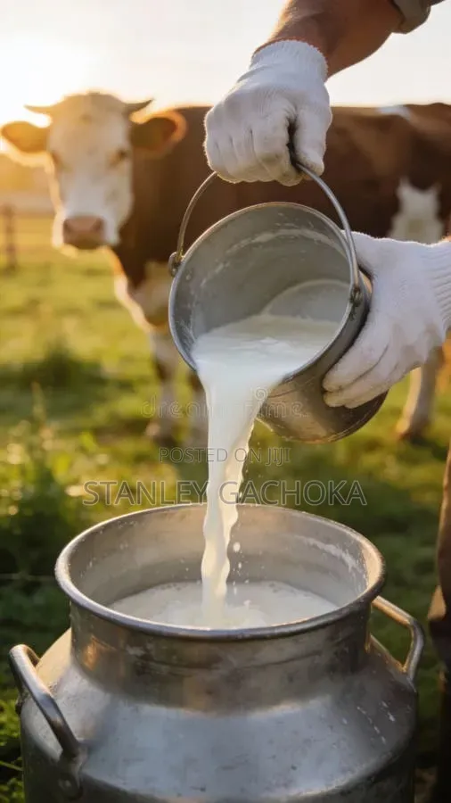 Fresh Cow Milk