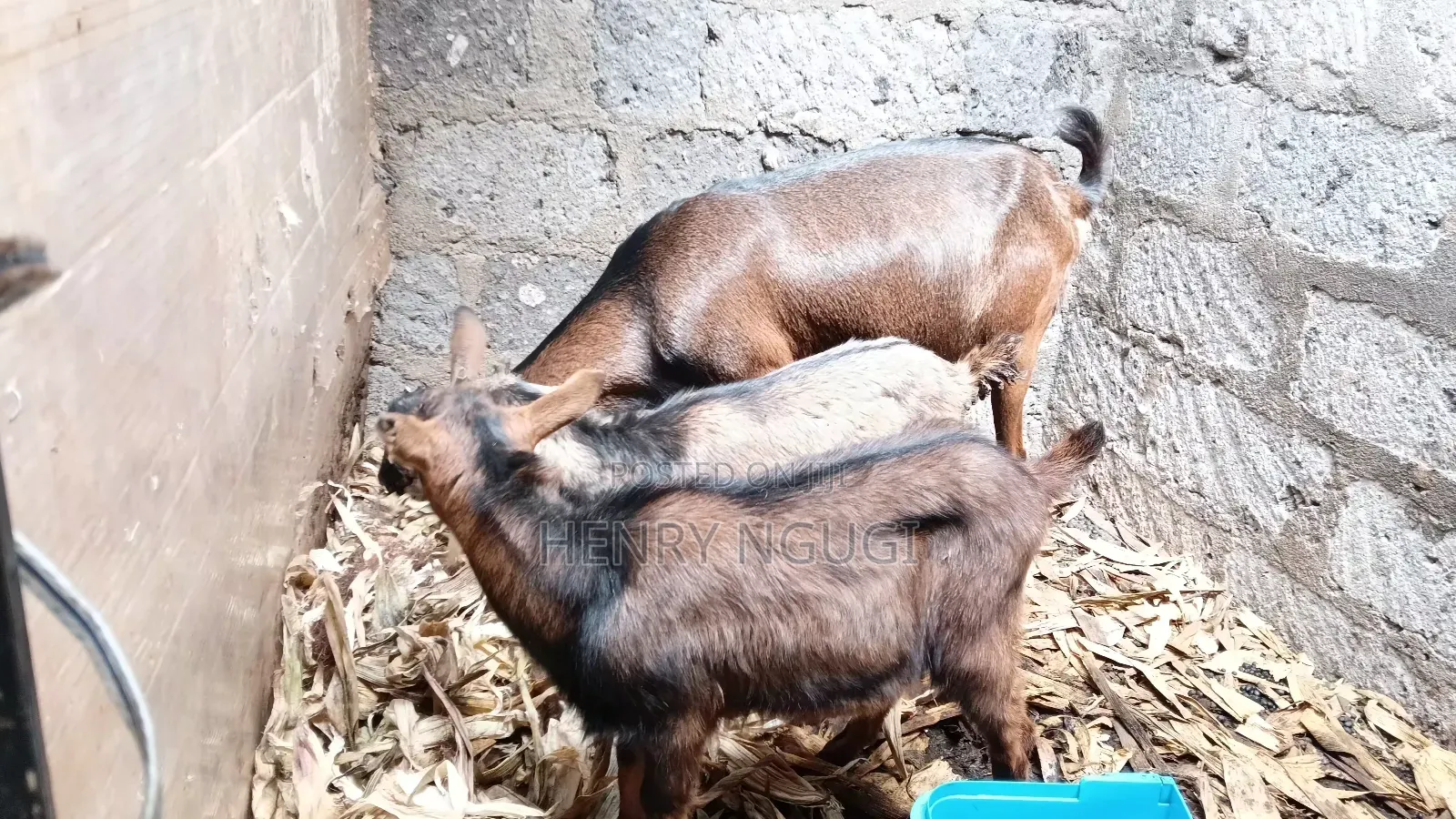 Pedigree German Alpine Dairy Goat.1st Lactation, Twin Delivery.