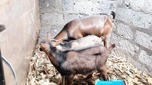Pedigree German Alpine Dairy Goat.1st Lactation, Twin Delivery.