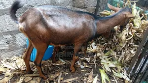 Pedigree German Alpine Dairy Goat.1st Lactation, Twin Delivery.