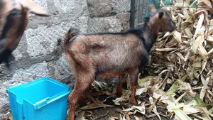 Pedigree German Alpine Dairy Goat.1st Lactation, Twin Delivery.