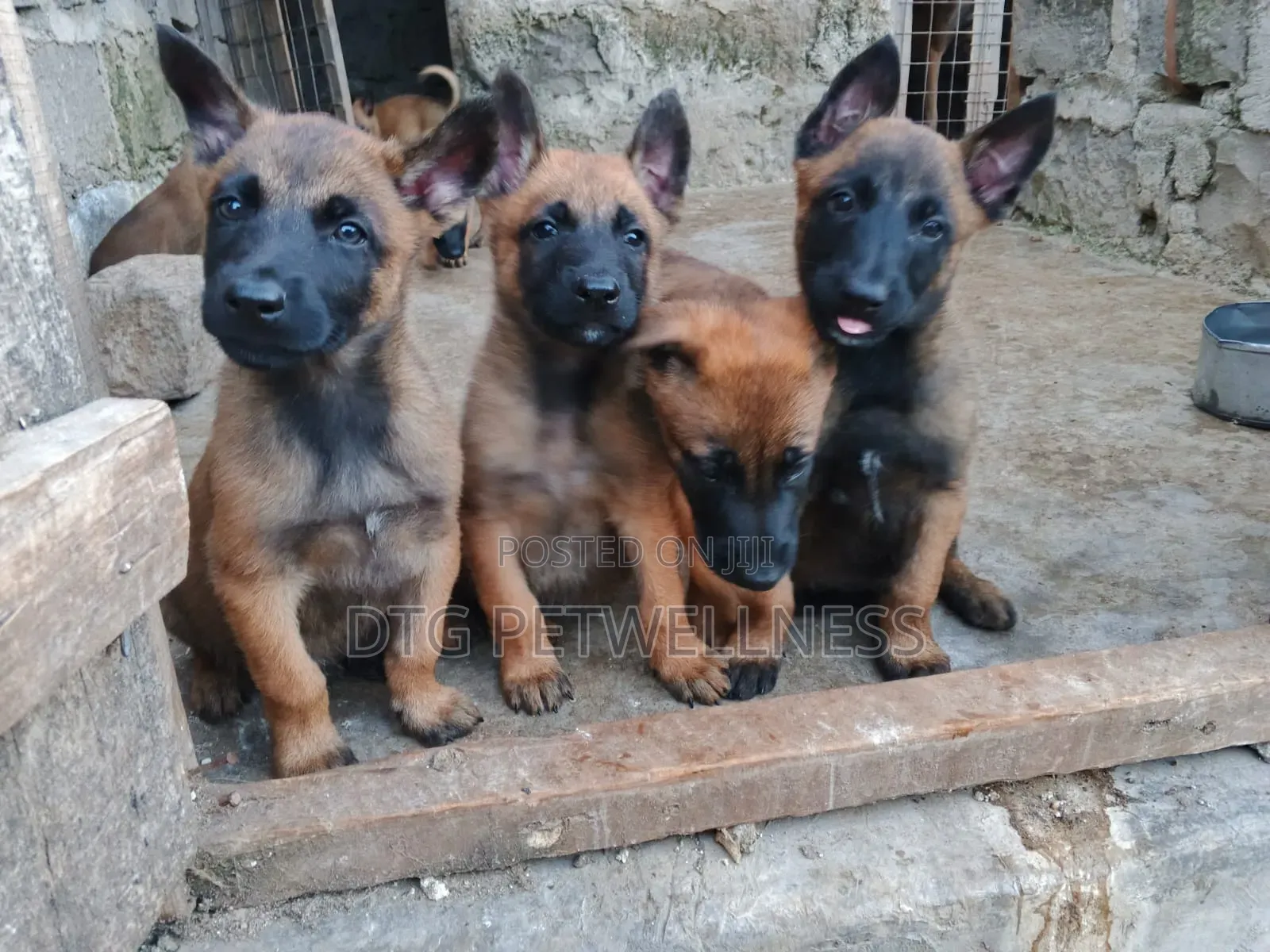 3-6 months Male Purebred Belgian Malinois