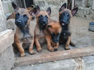 3-6 months Male Purebred Belgian Malinois