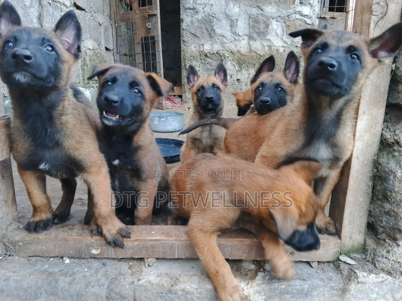 3-6 months Male Purebred Belgian Malinois