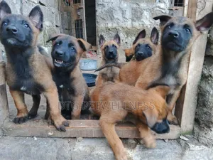 3-6 months Male Purebred Belgian Malinois
