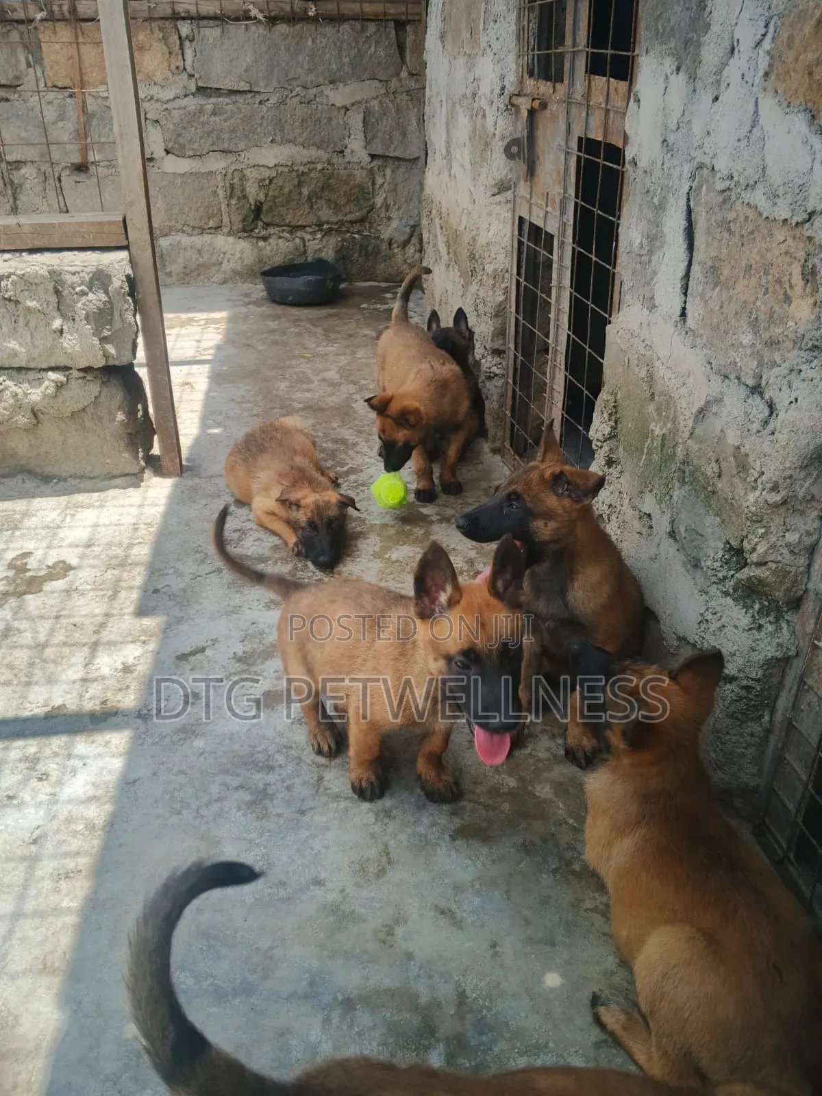 3-6 months Male Purebred Belgian Malinois