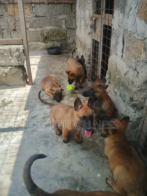 3-6 months Male Purebred Belgian Malinois