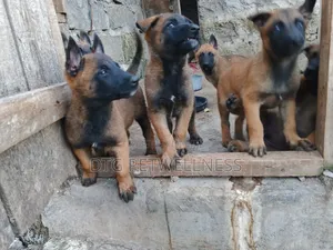 3-6 months Male Purebred Belgian Malinois
