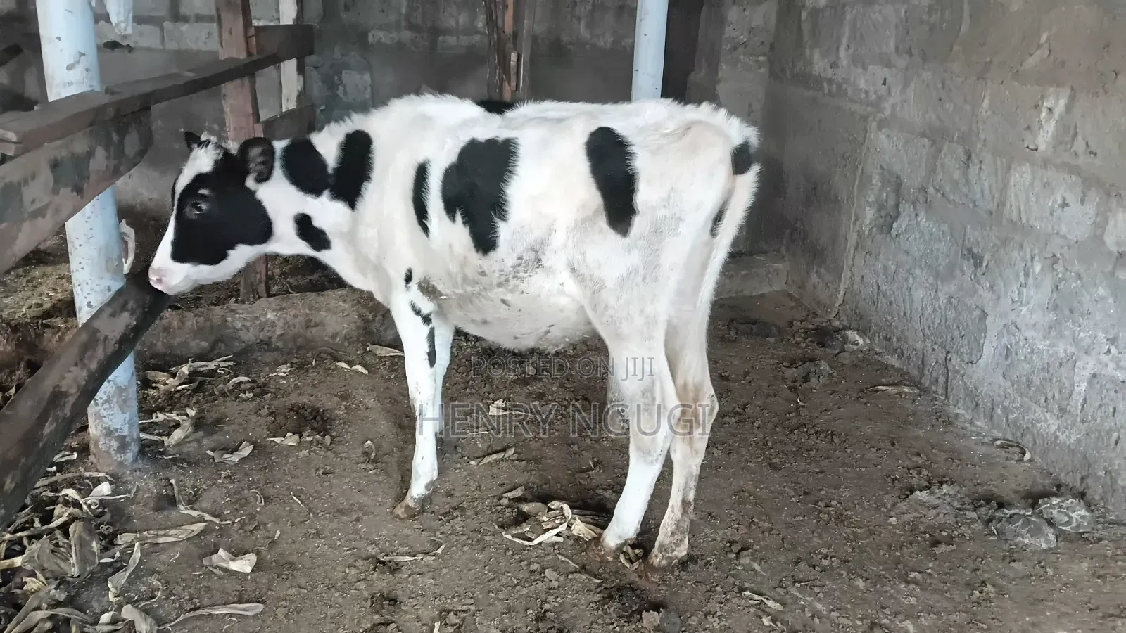 Purebred Hosten Calf 7months Old