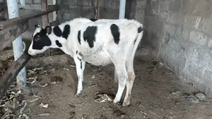 Purebred Hosten Calf 7months Old