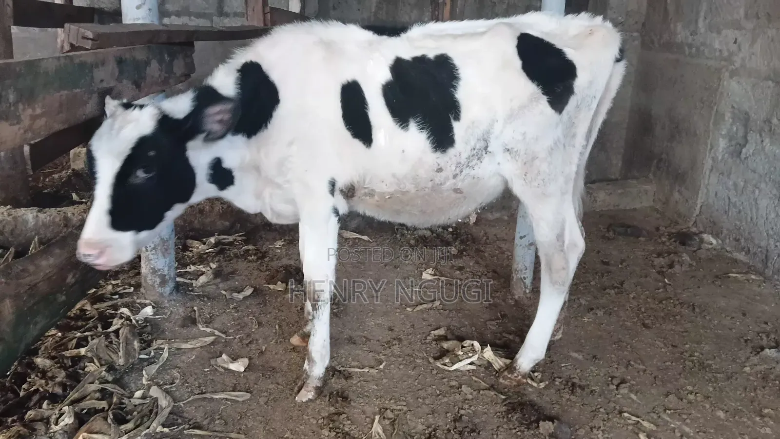 Purebred Hosten Calf 7months Old