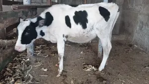 Purebred Hosten Calf 7months Old