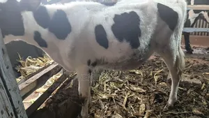Purebred Hosten Calf 7months Old