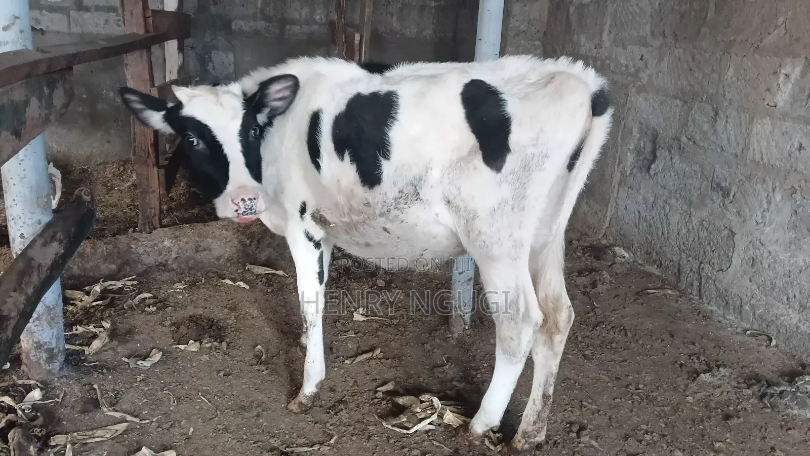 Purebred Hosten Calf 7months Old