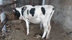 Purebred Hosten Calf 7months Old