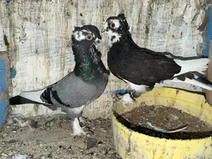 Pure Short Beak Shortbeak Pigeon Pair