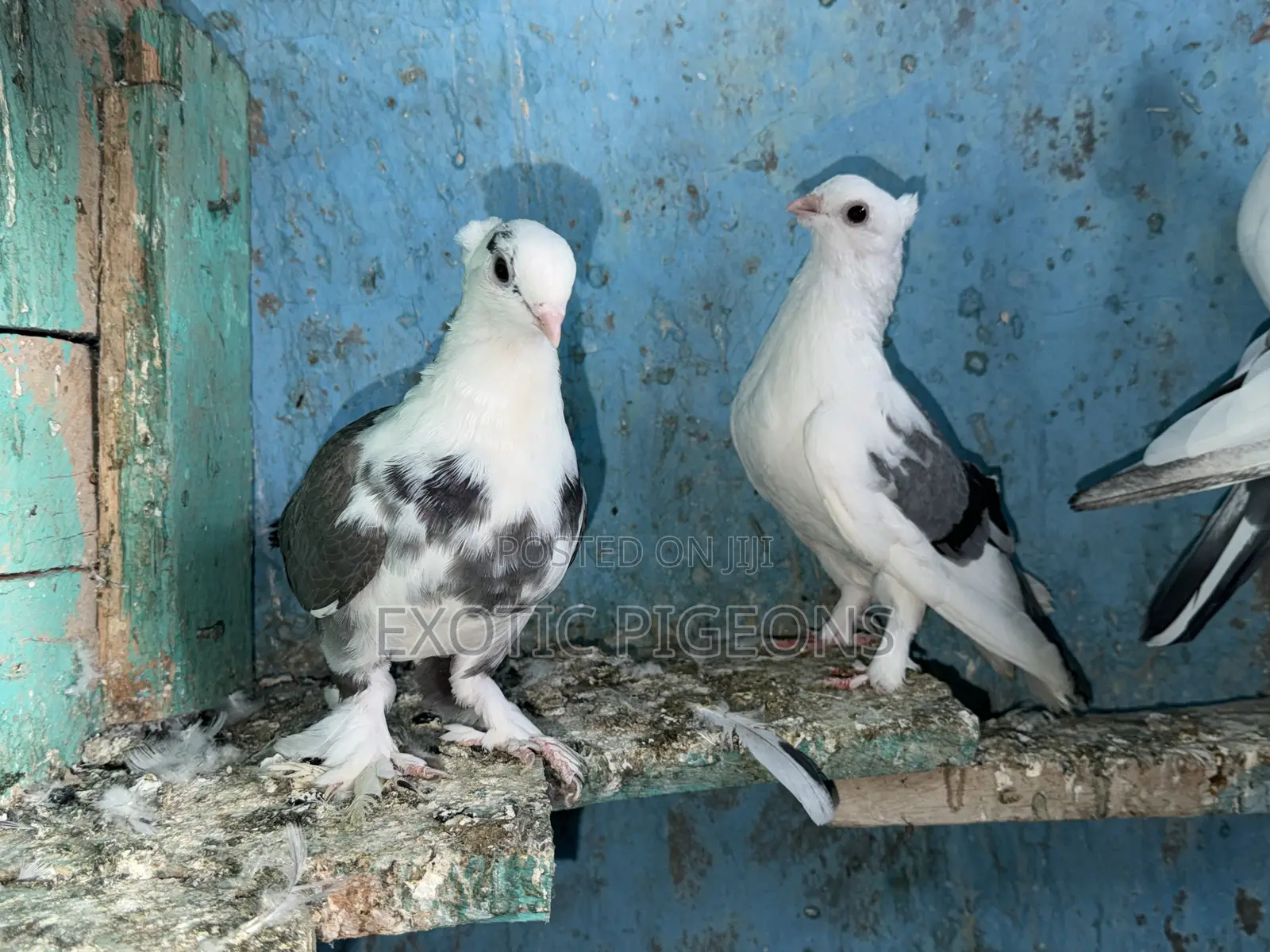 Pure Short Beak Shortbeak Pigeon Pair