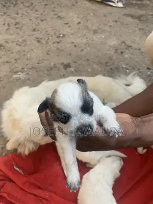 0-1 month Female Purebred Japanese Spitz