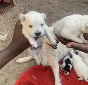 0-1 month Female Purebred Japanese Spitz
