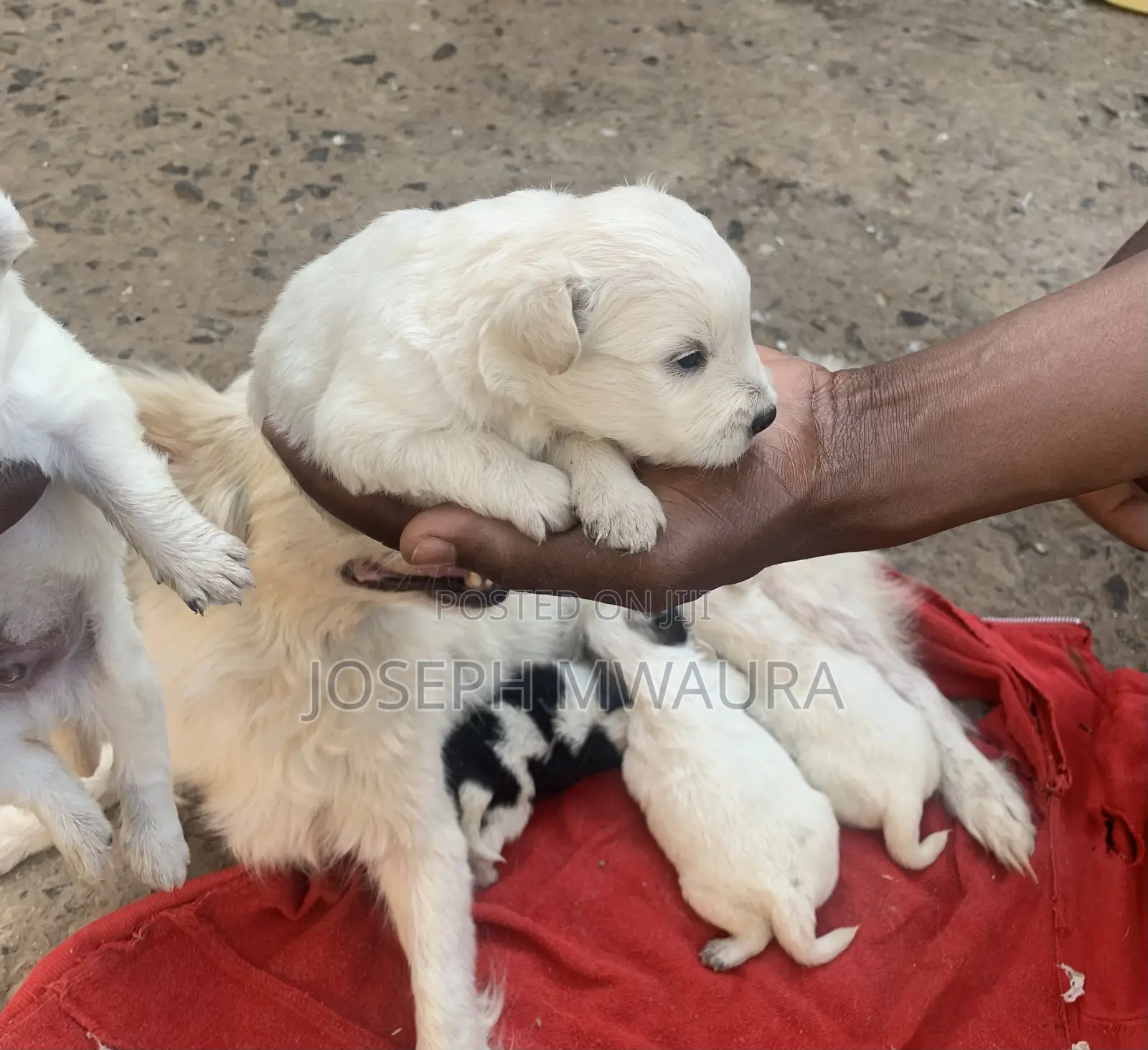 0-1 month Female Purebred Japanese Spitz