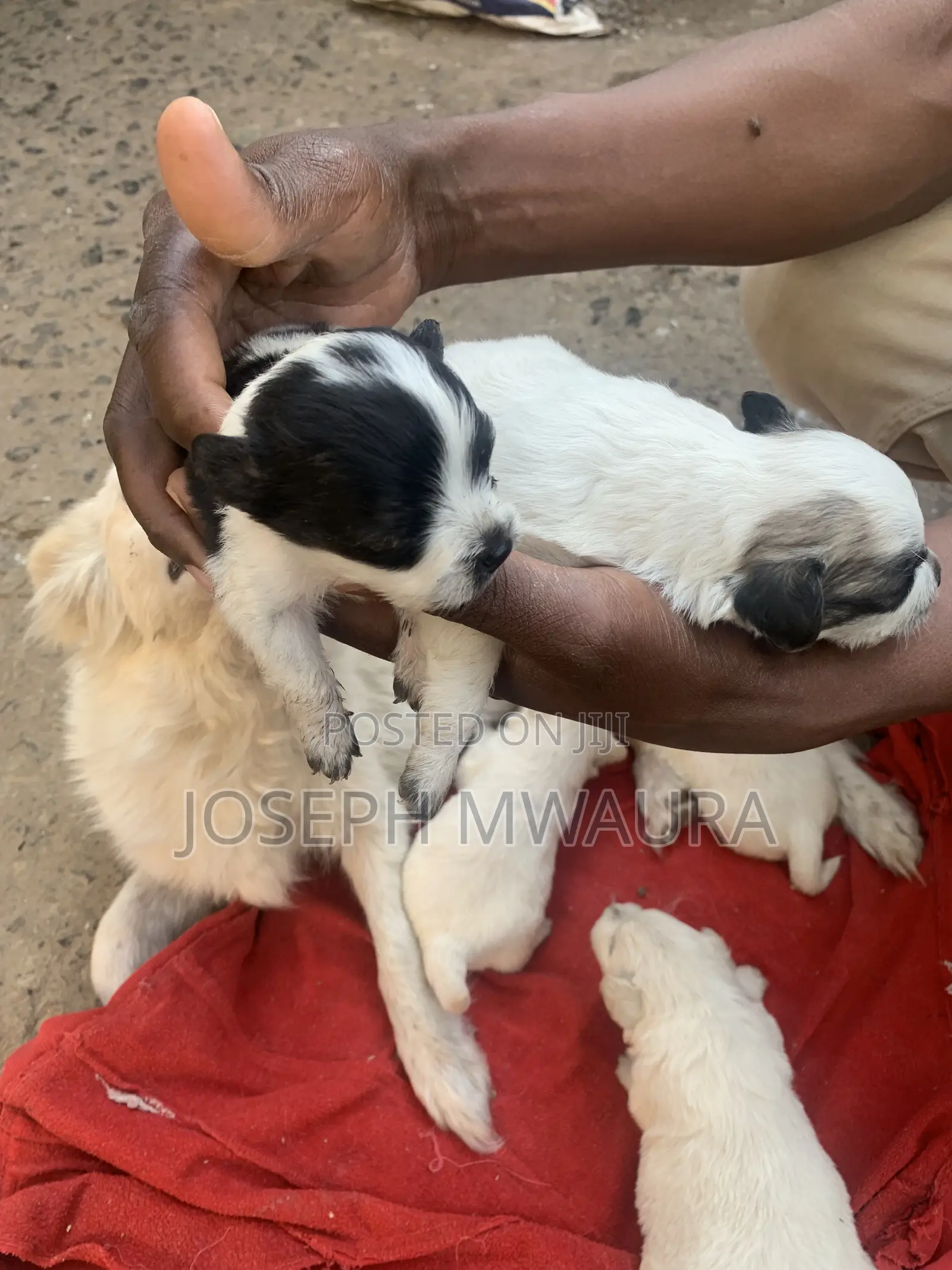 0-1 month Female Purebred Japanese Spitz
