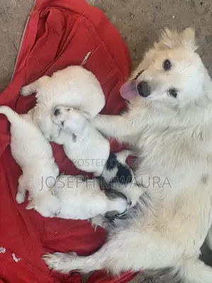 0-1 month Female Purebred Japanese Spitz