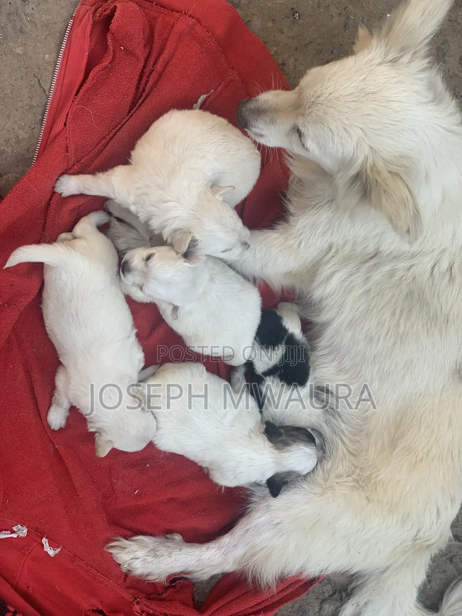 0-1 month Female Purebred Japanese Spitz
