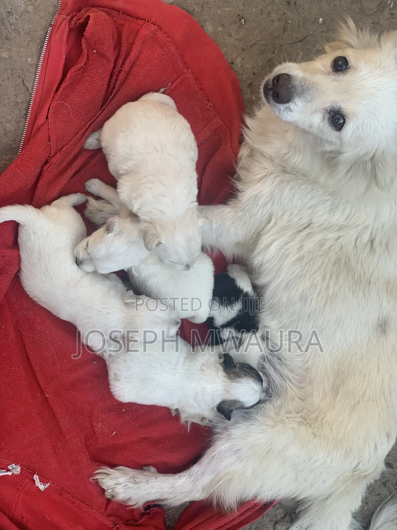 0-1 month Female Purebred Japanese Spitz