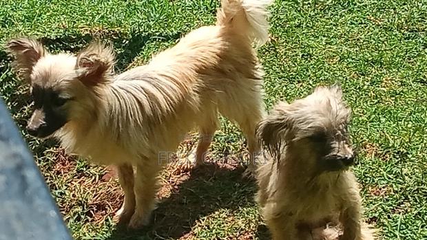 6-12 months Male Purebred Japanese Spitz