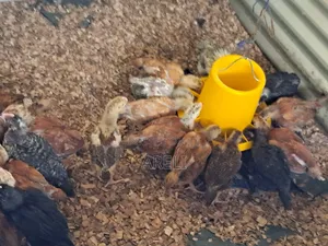 Month Old Chicken