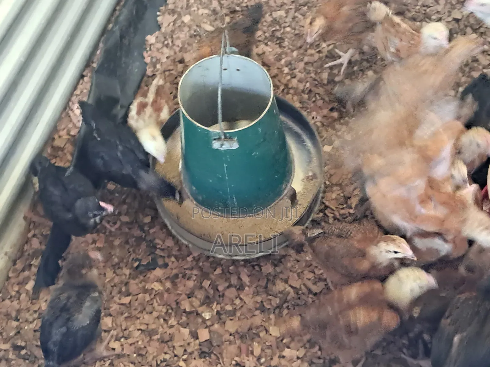 Month Old Chicken