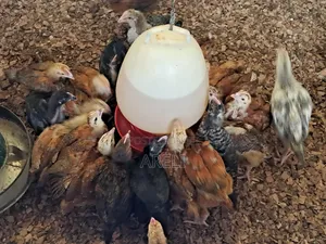Month Old Chicken