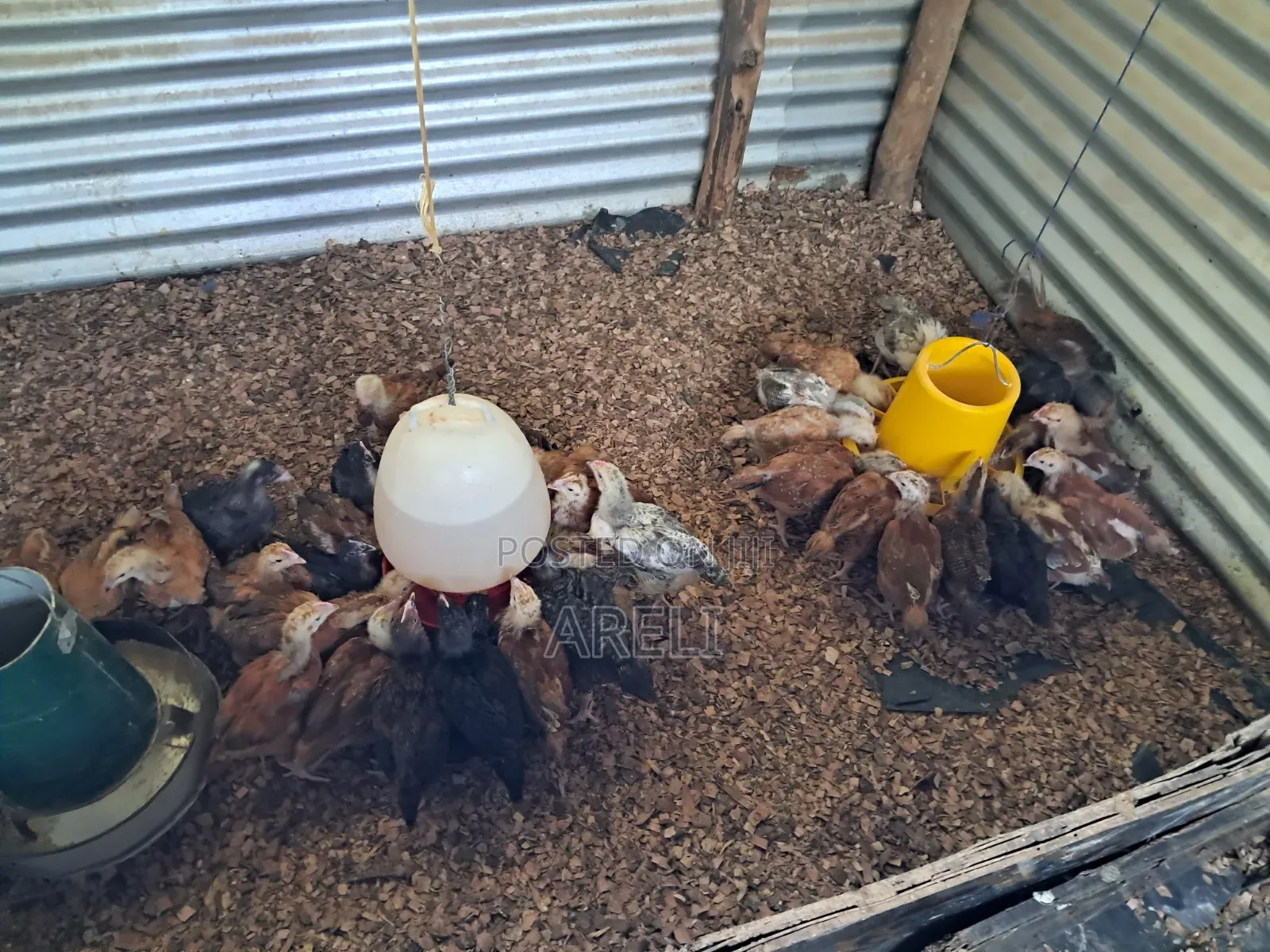 Month Old Chicken