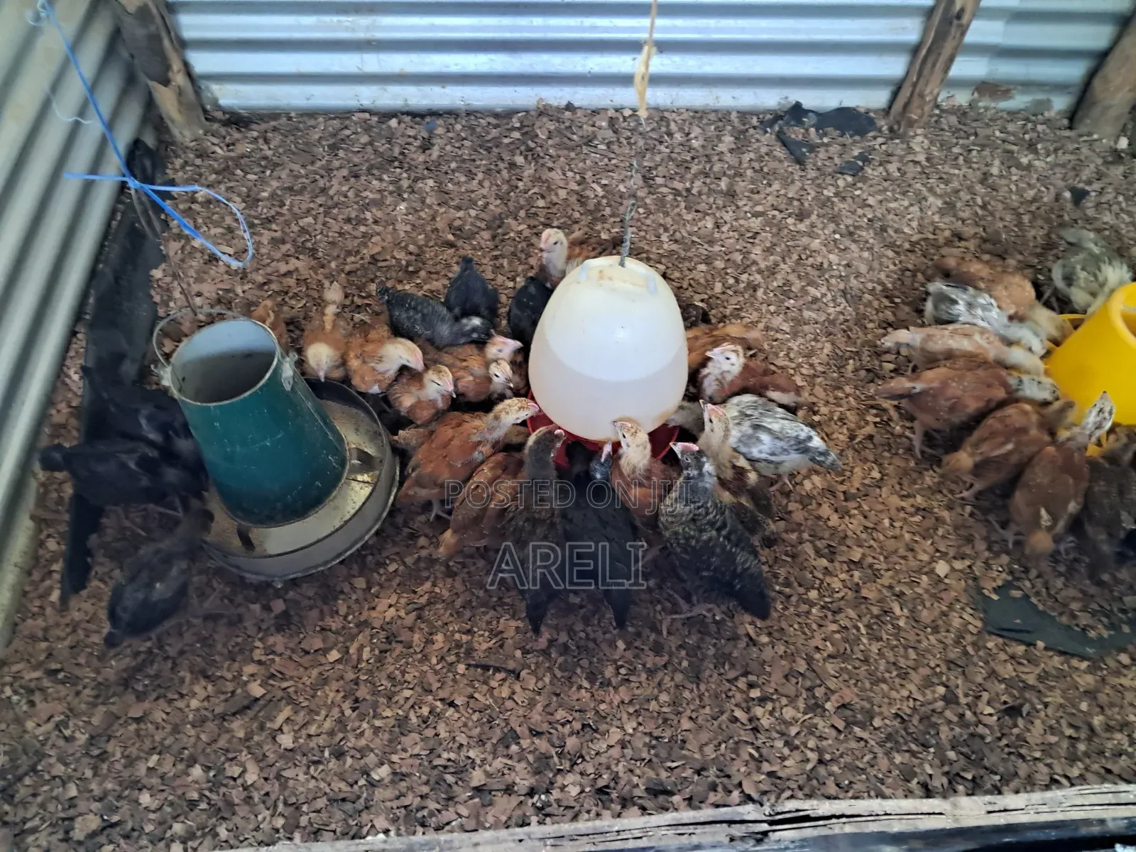 Month Old Chicken
