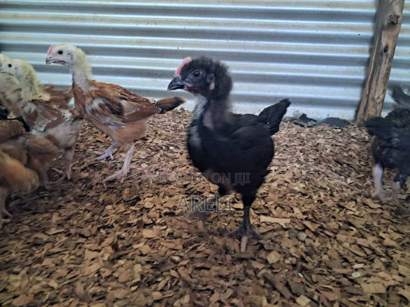 Month Old Chicken