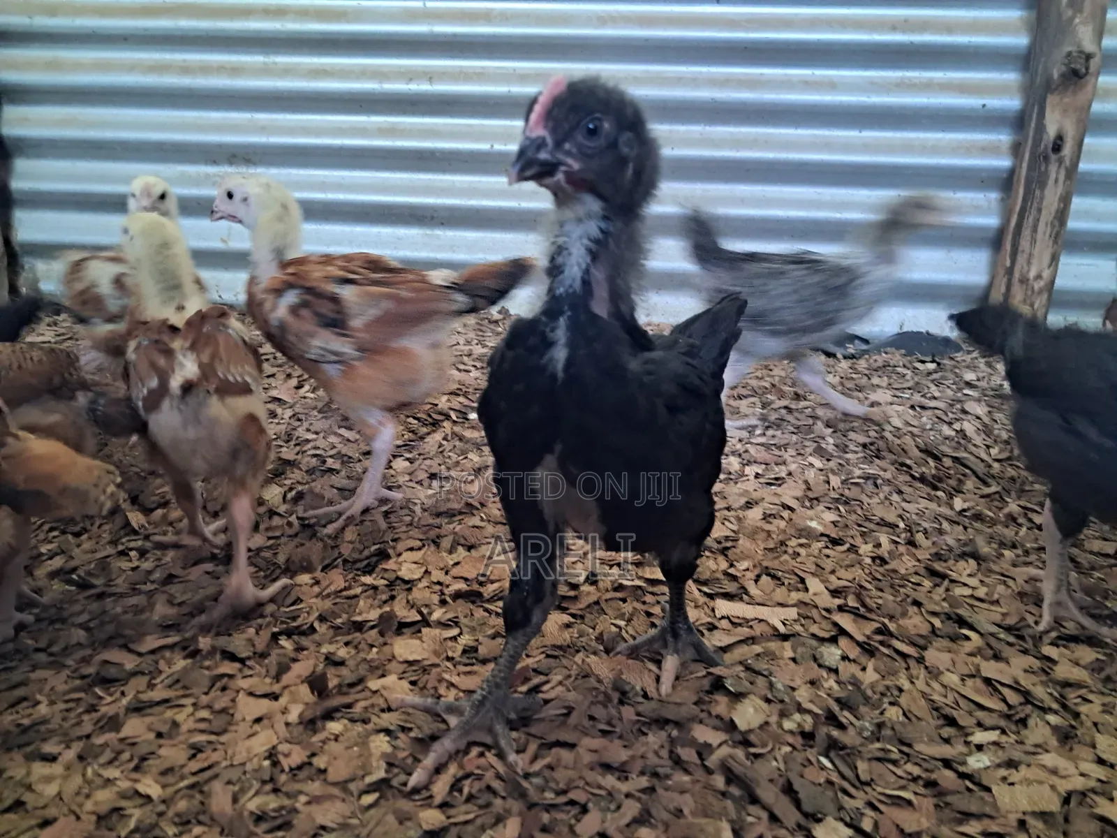Month Old Chicken