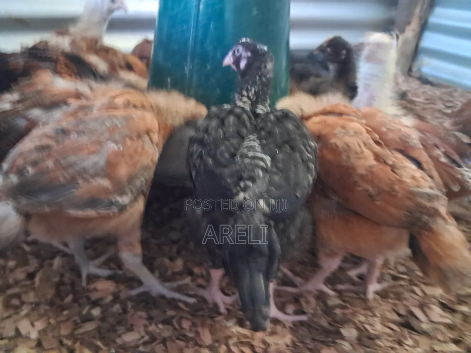 Month Old Chicken